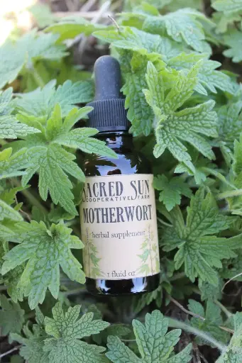 Motherwort Tincture (30ml)